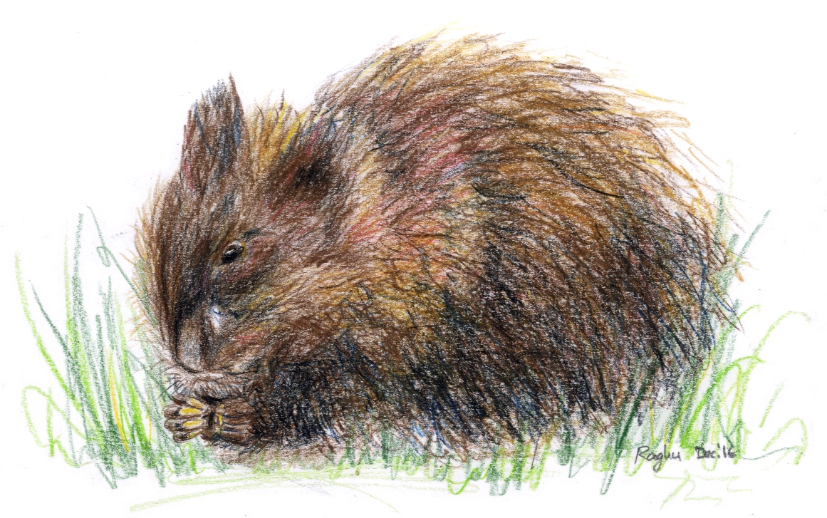 Coloured-pencil drawing of a muskrat sitting in grass